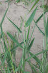 Broadleaf signalgrass